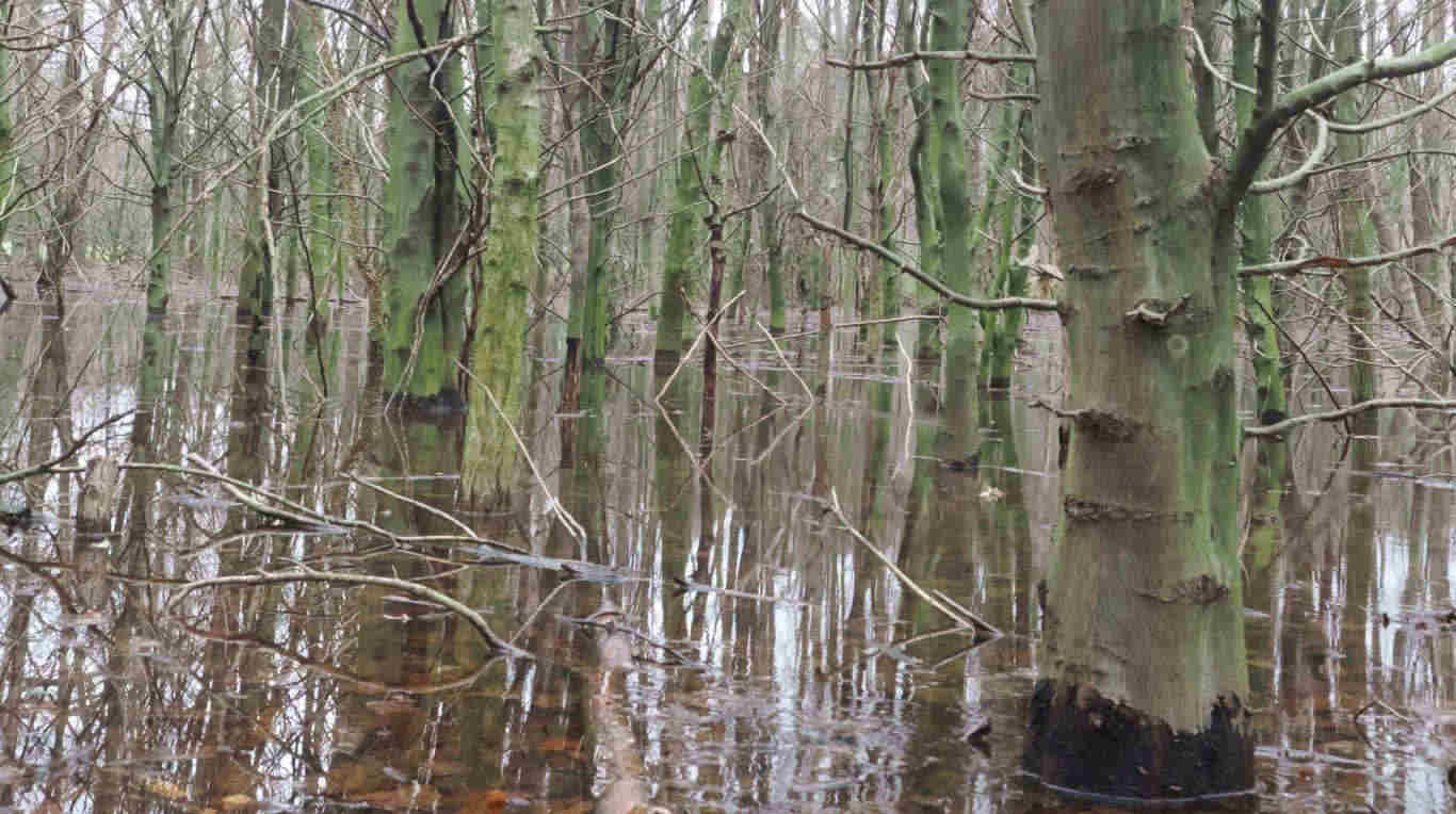 Wald im Hochwasser