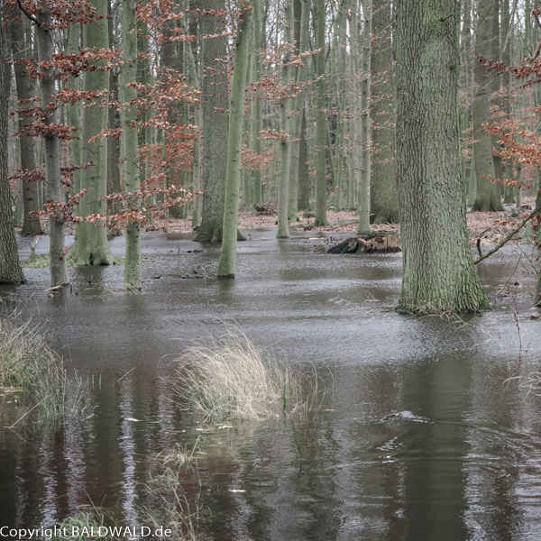 Wald im Hochwasser