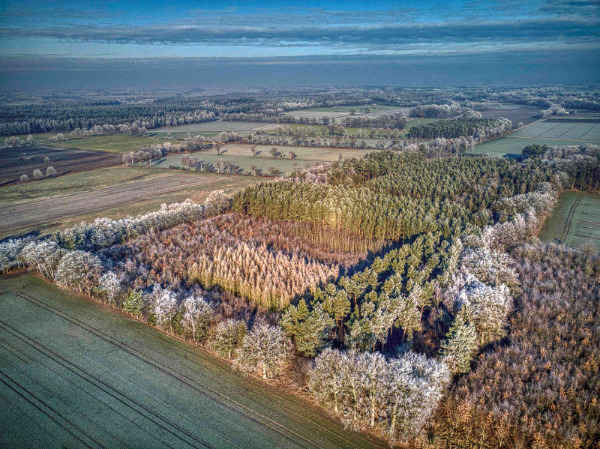 Baumpatenschaft verschenken - Waldluftbilder
